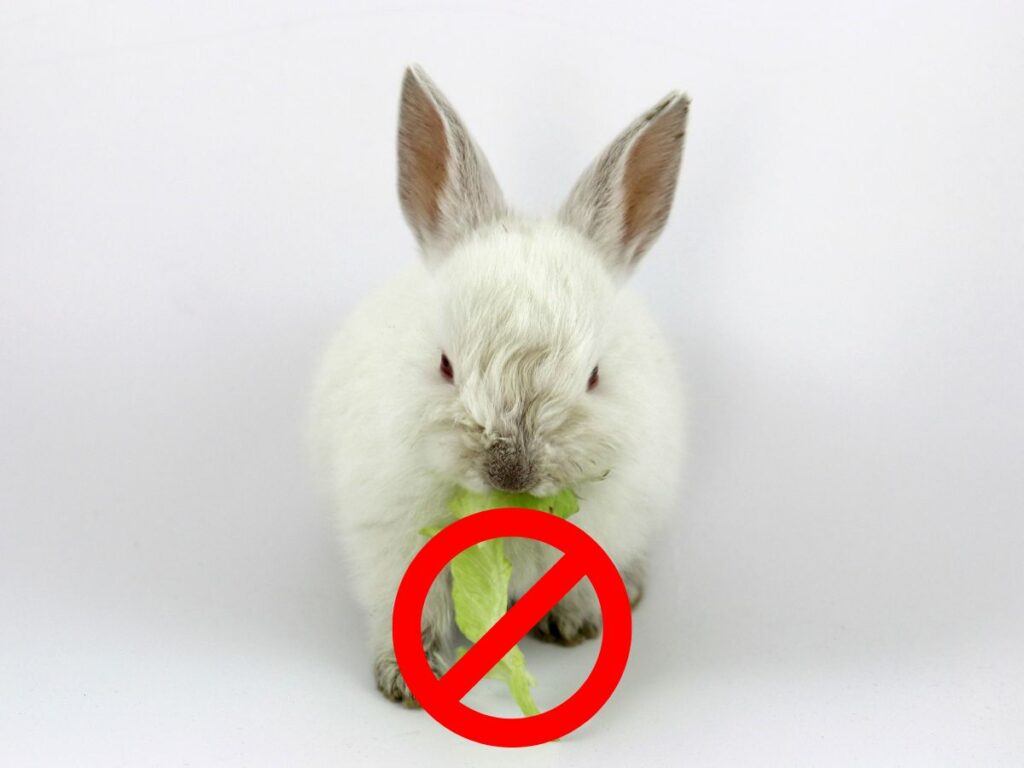 Was Dürfen Kaninchen Fressen Und Was Nicht Liste Was dürfen Kaninchen nicht fressen? Giftige & unverträgliche