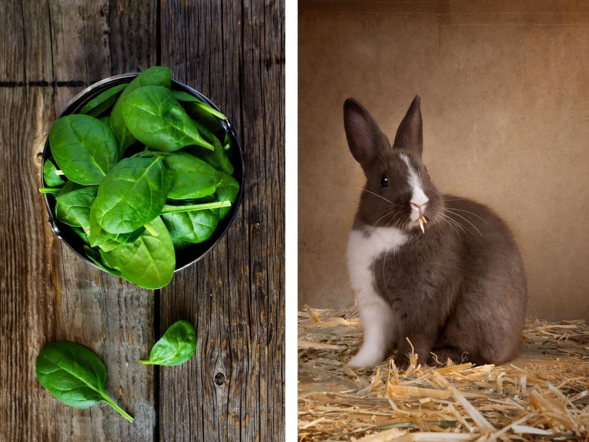 Spinat für Kaninchen: Gesund oder Gefährlich?